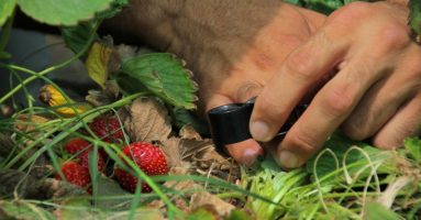 SAG cambia estatus del nematodo que afecta a la frutilla y refuerza medidas de control en viveros