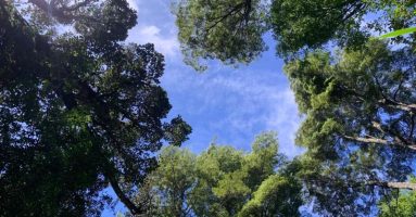 Chile da un paso clave hacia el manejo sustentable del bosque nativo