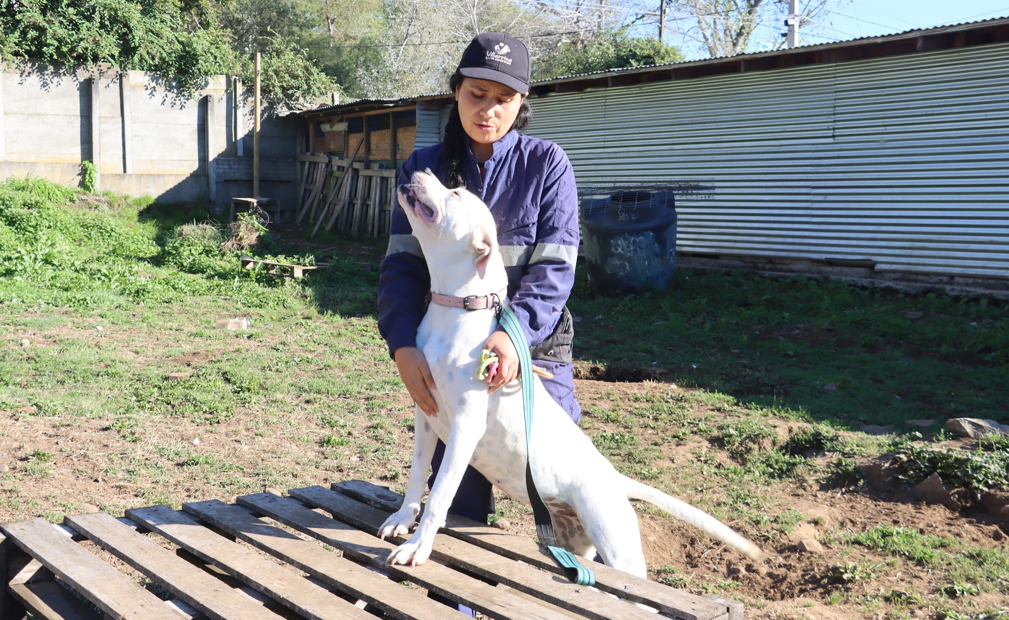 Municipalidad de Villarrica y agrupaciones animalistas realizan mesa de trabajo para establecer protocolos en canil municipal - Red Informativa