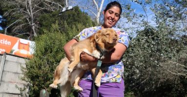 Municipalidad de Villarrica y agrupaciones animalistas realizan mesa de trabajo para establecer protocolos en canil municipal