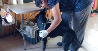 Municipalidad de Villarrica continúa con los operativos de esterilización en abril